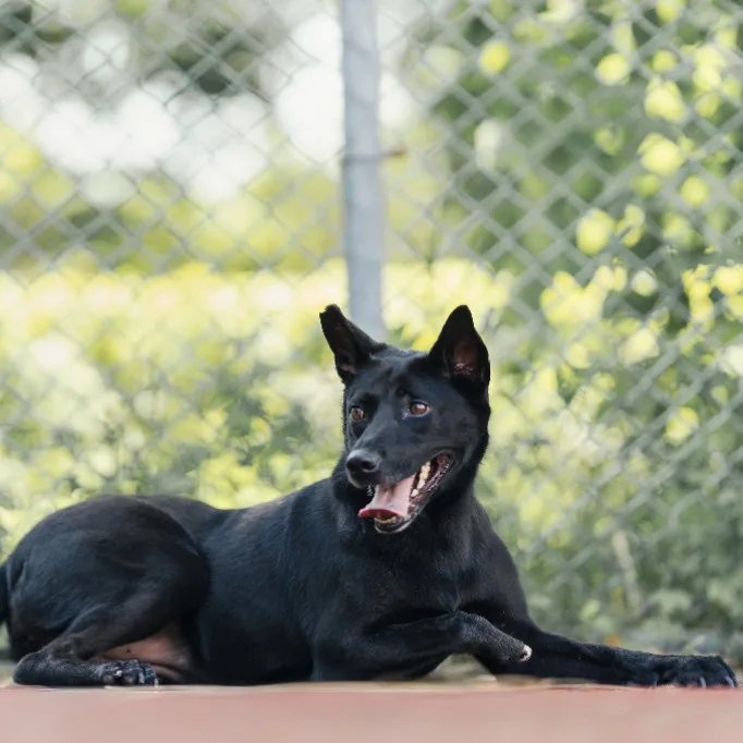 混種犬