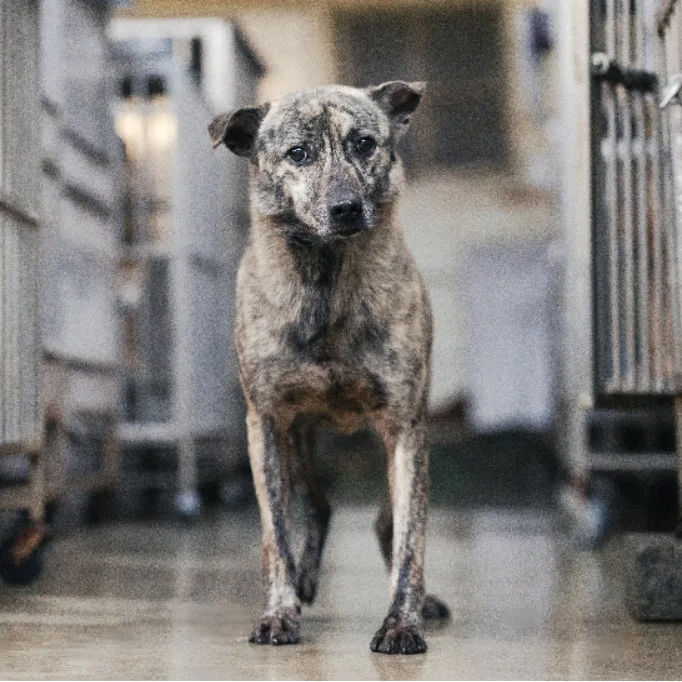 混種犬