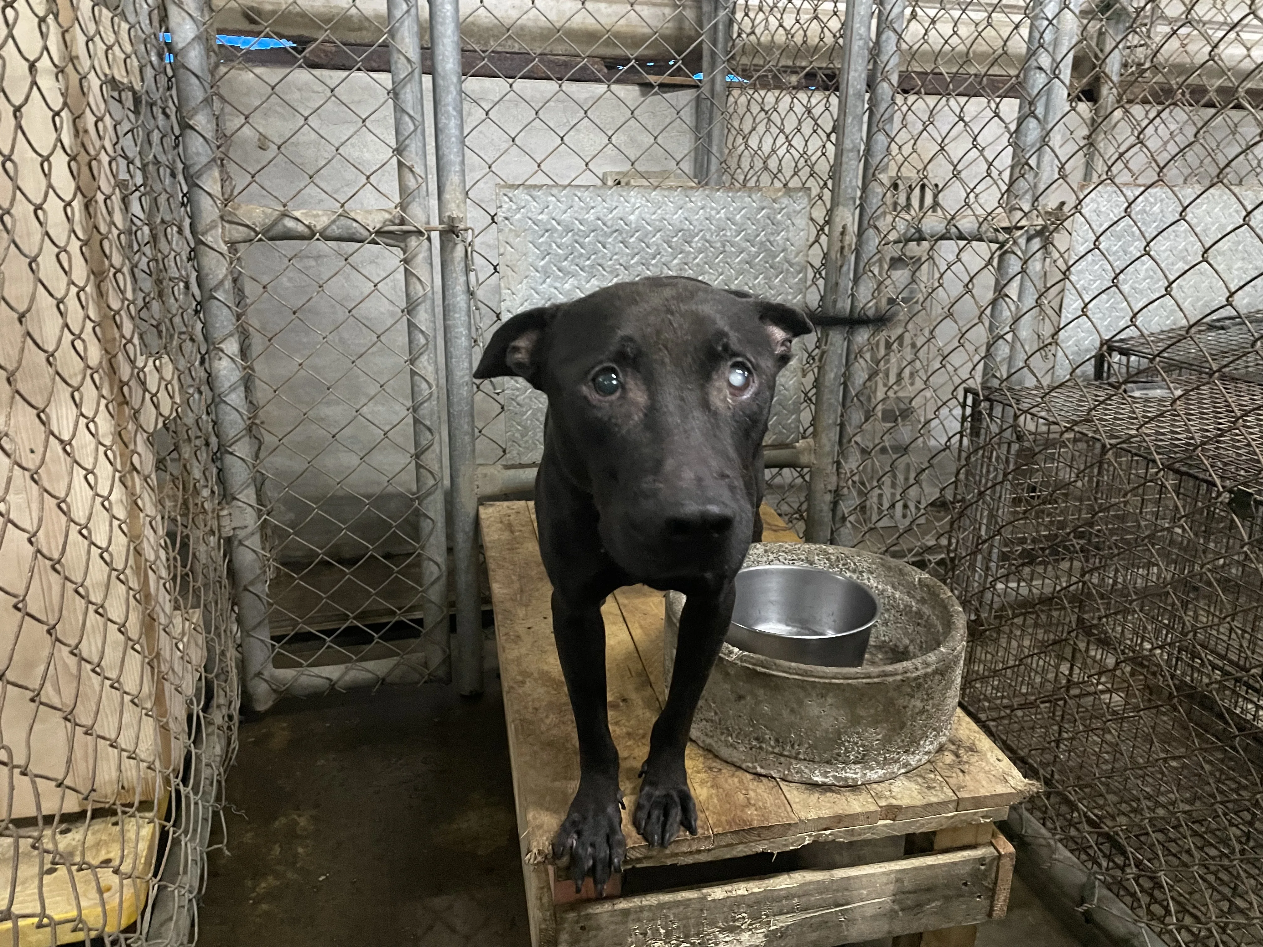 比特犬