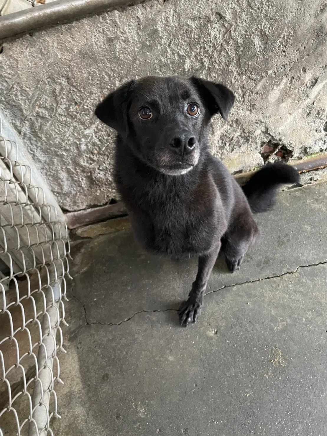 混種犬