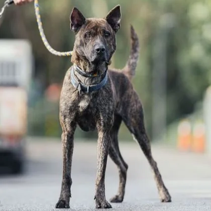 混種犬