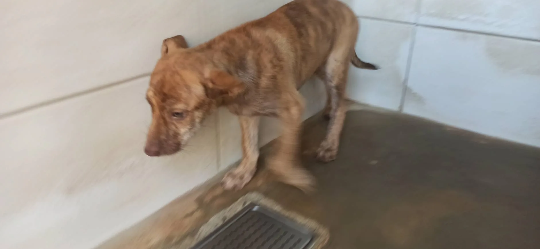混種犬