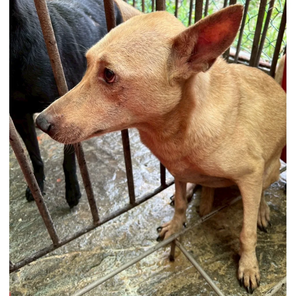 混種犬