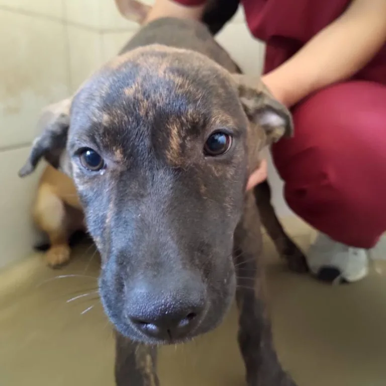 混種犬