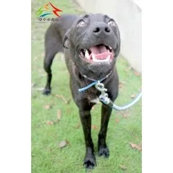 混種犬