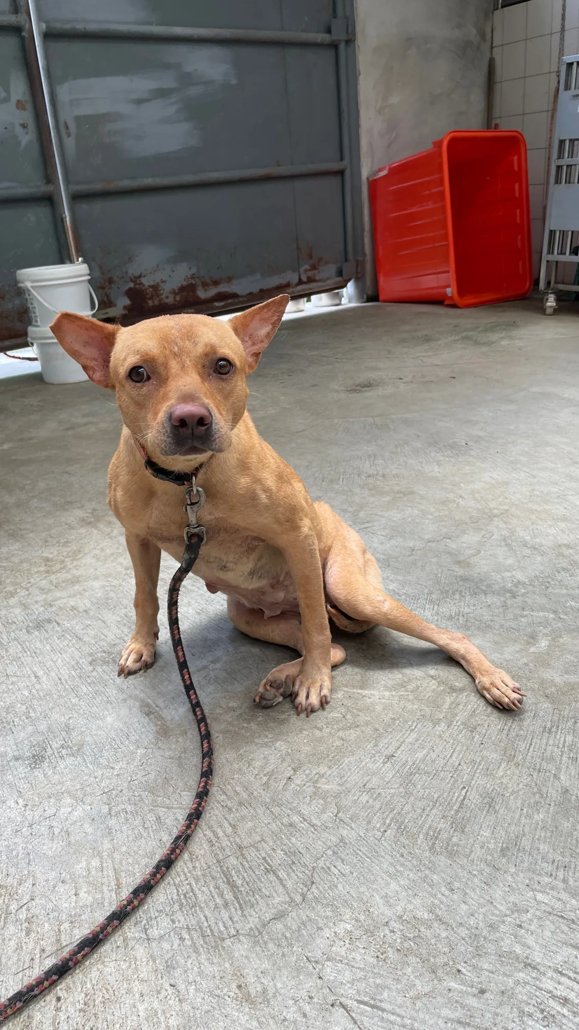 混種犬