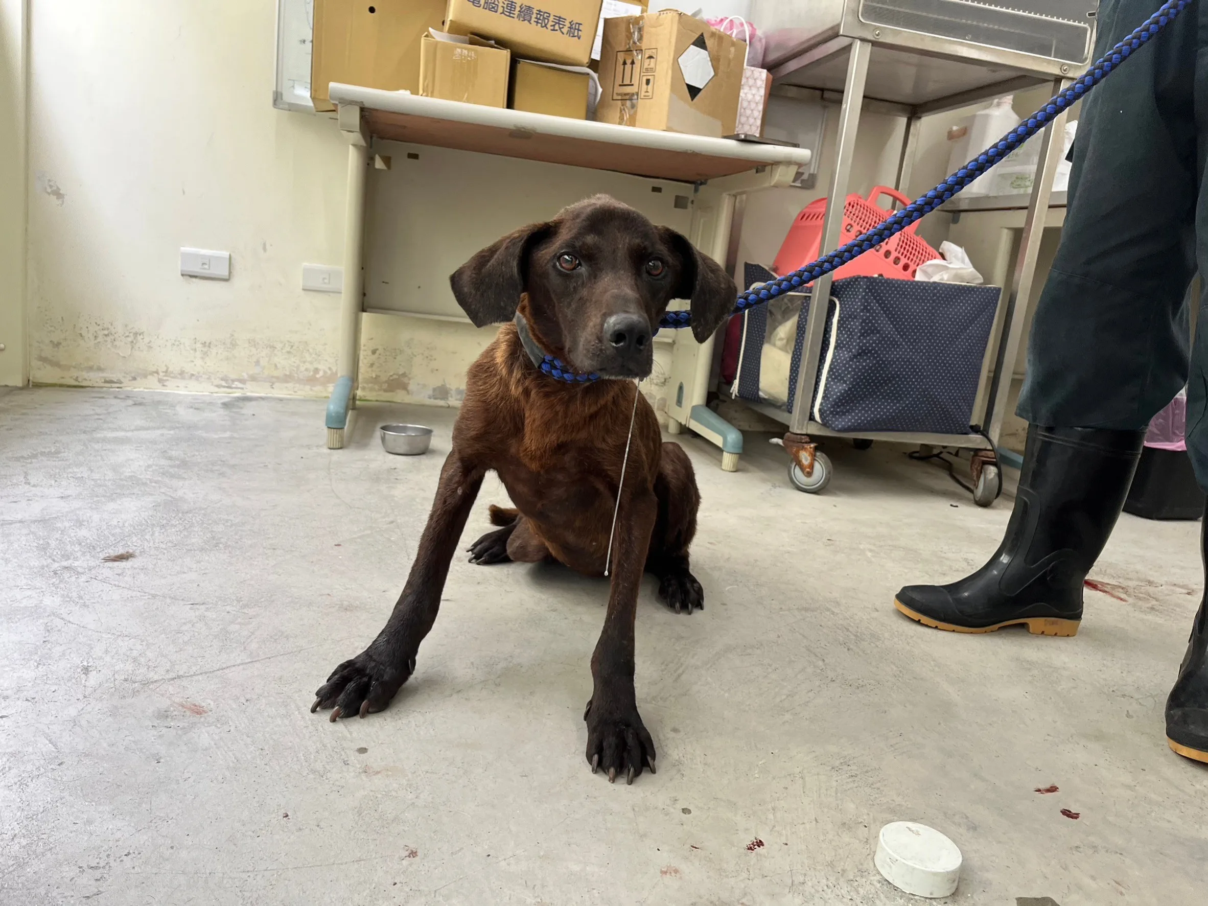 混種犬