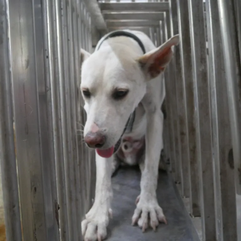 混種犬