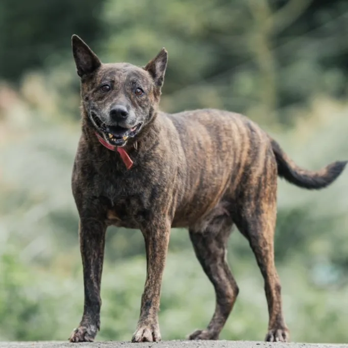 混種犬