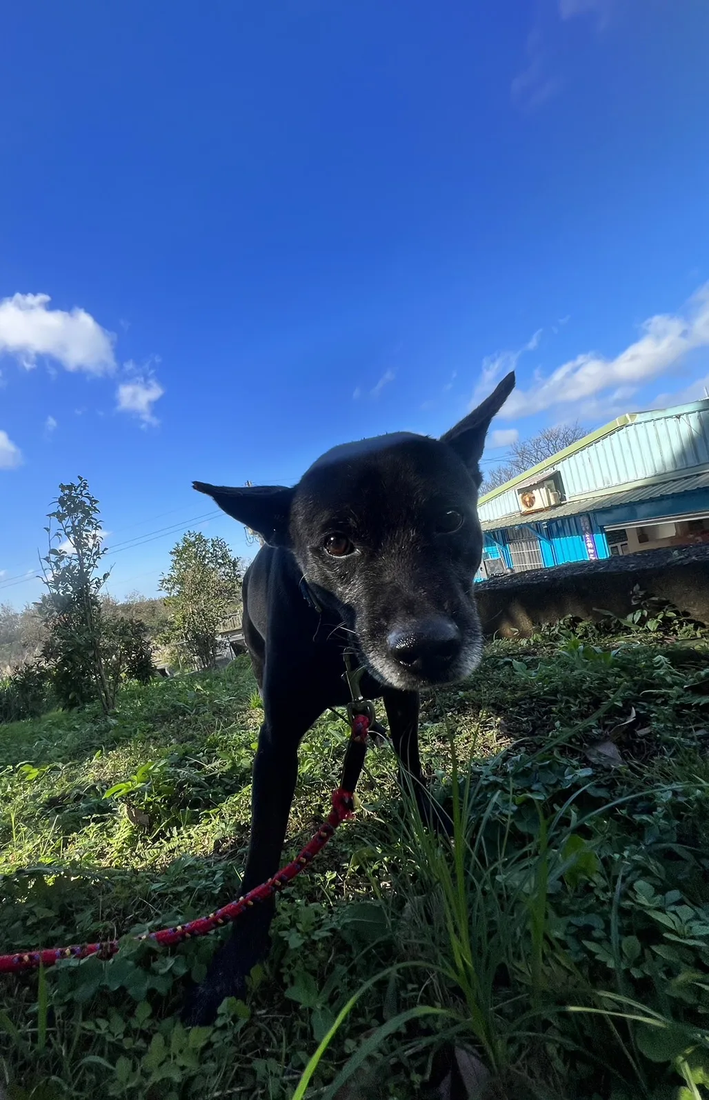 混種犬