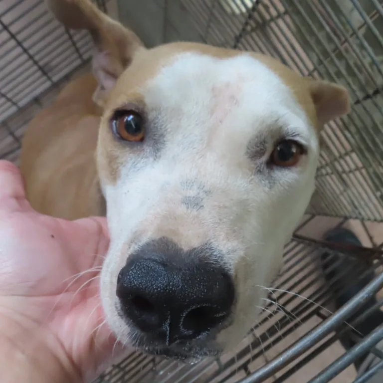 比特犬