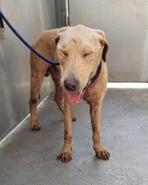 混種犬