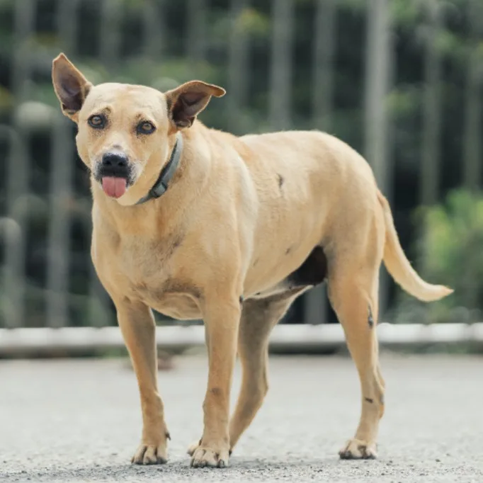 混種犬
