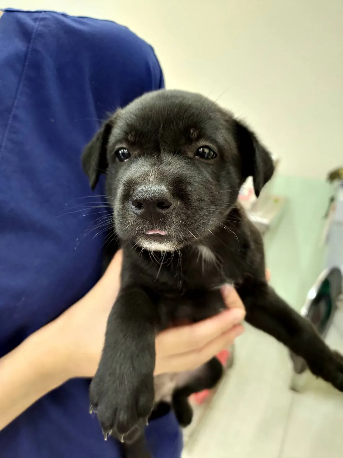 混種犬
