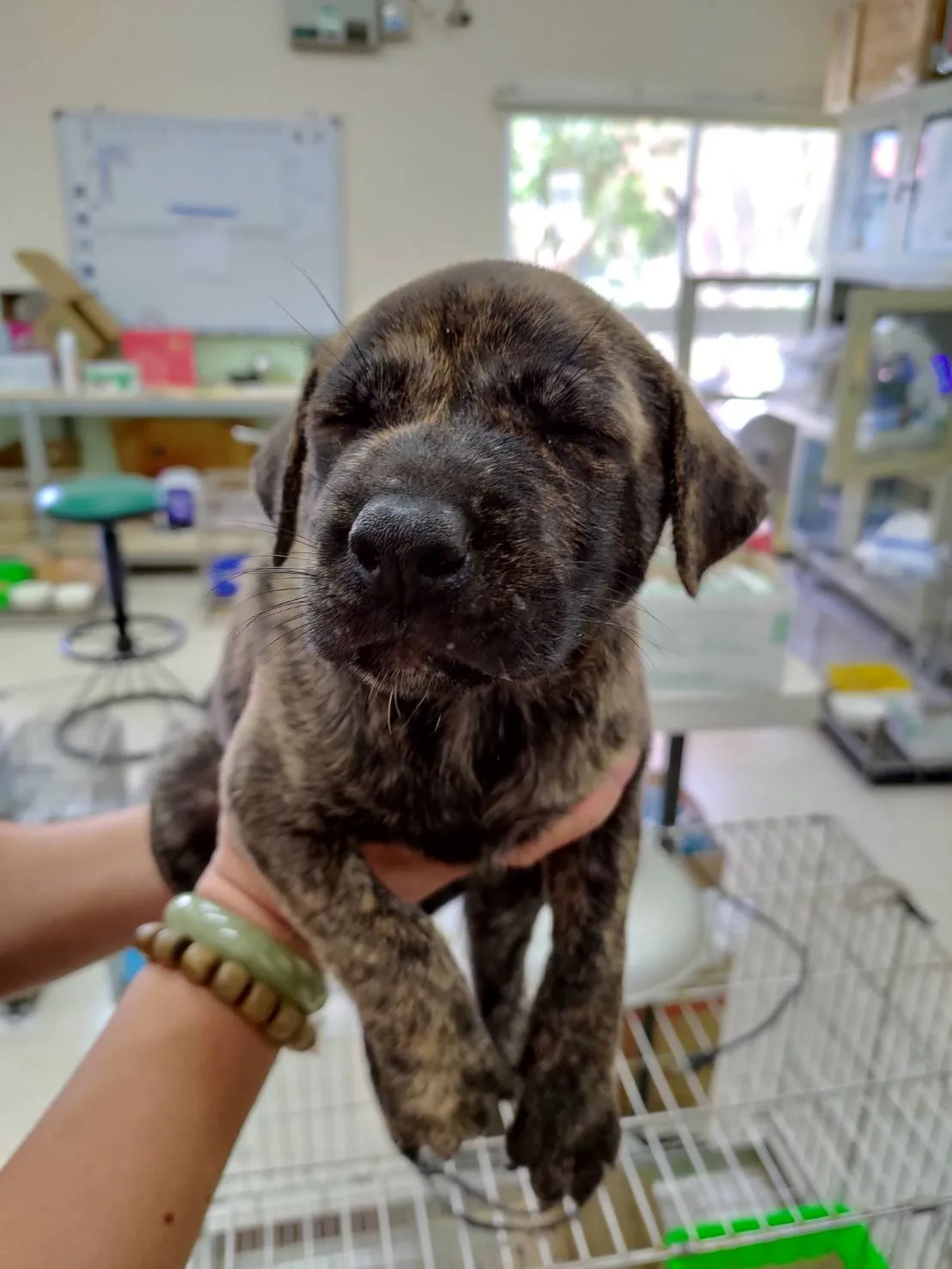 混種犬