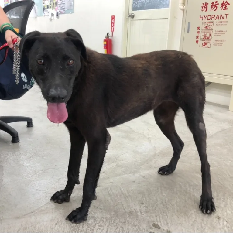 混種犬