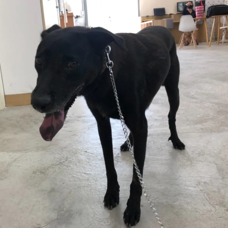 混種犬