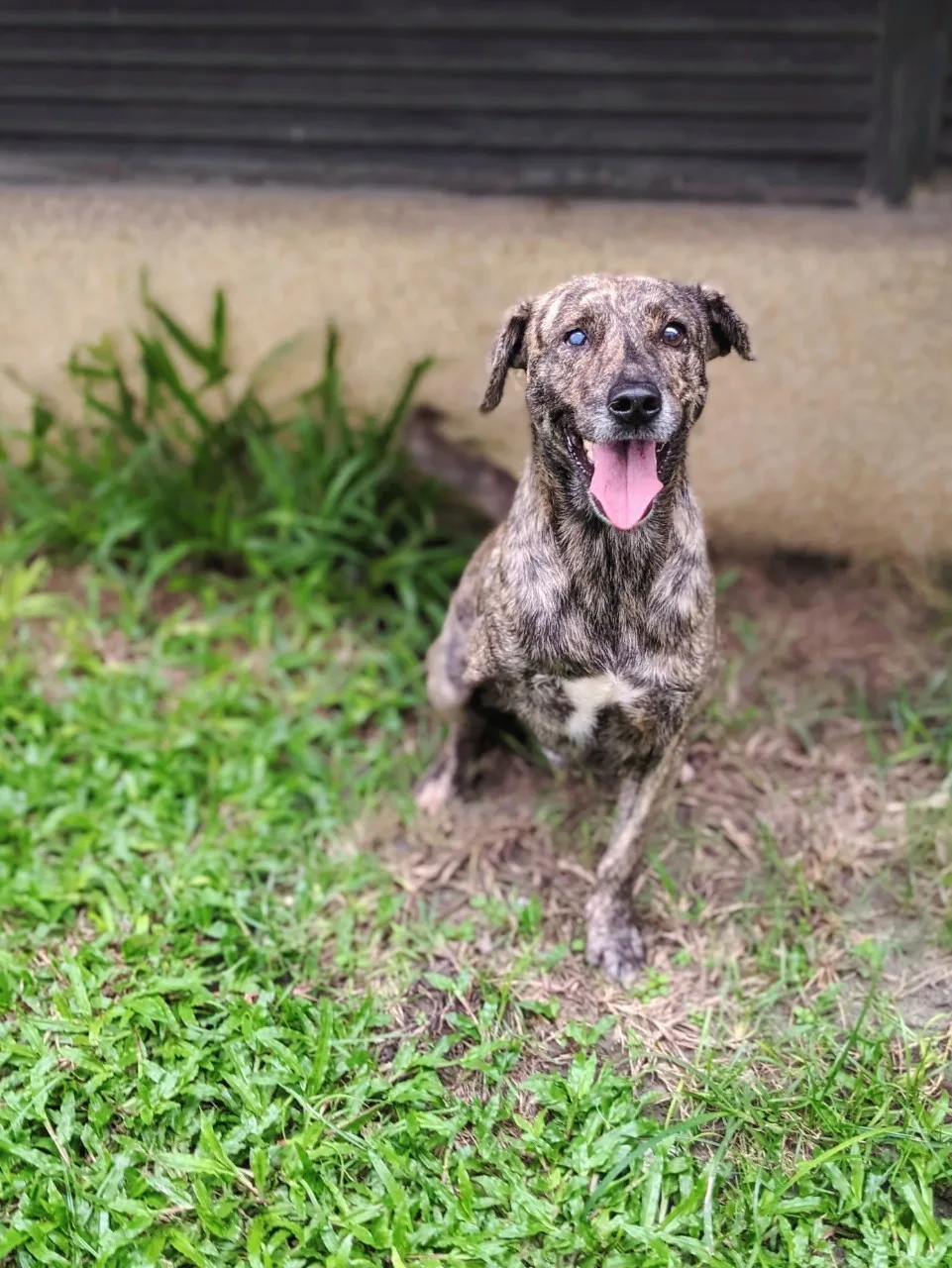 混種犬