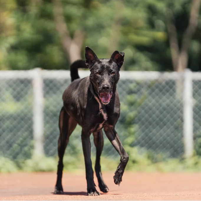 混種犬