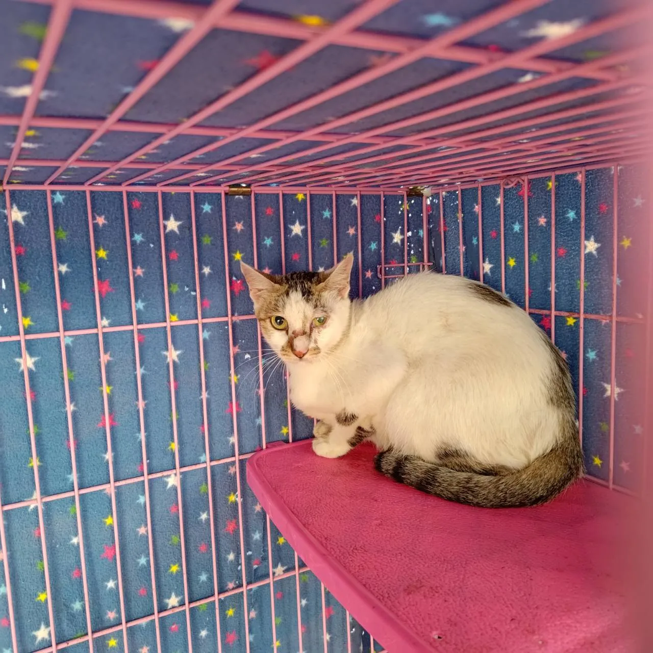 混種貓