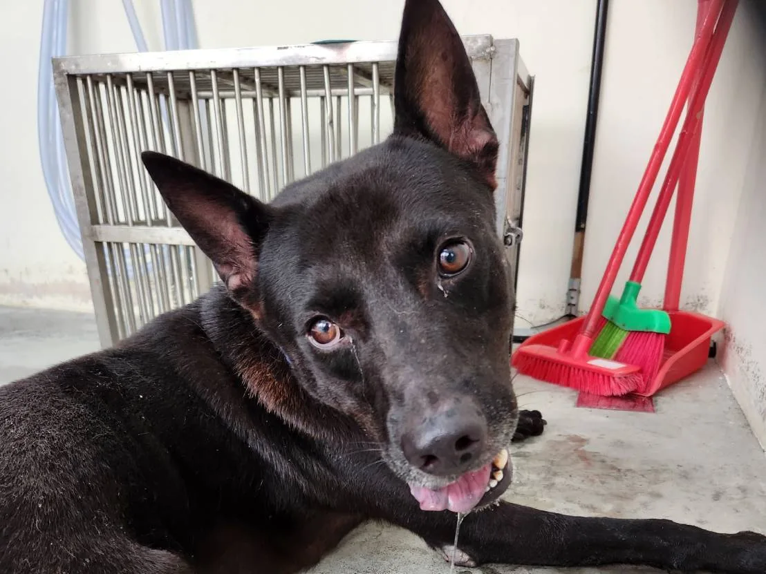 混種犬