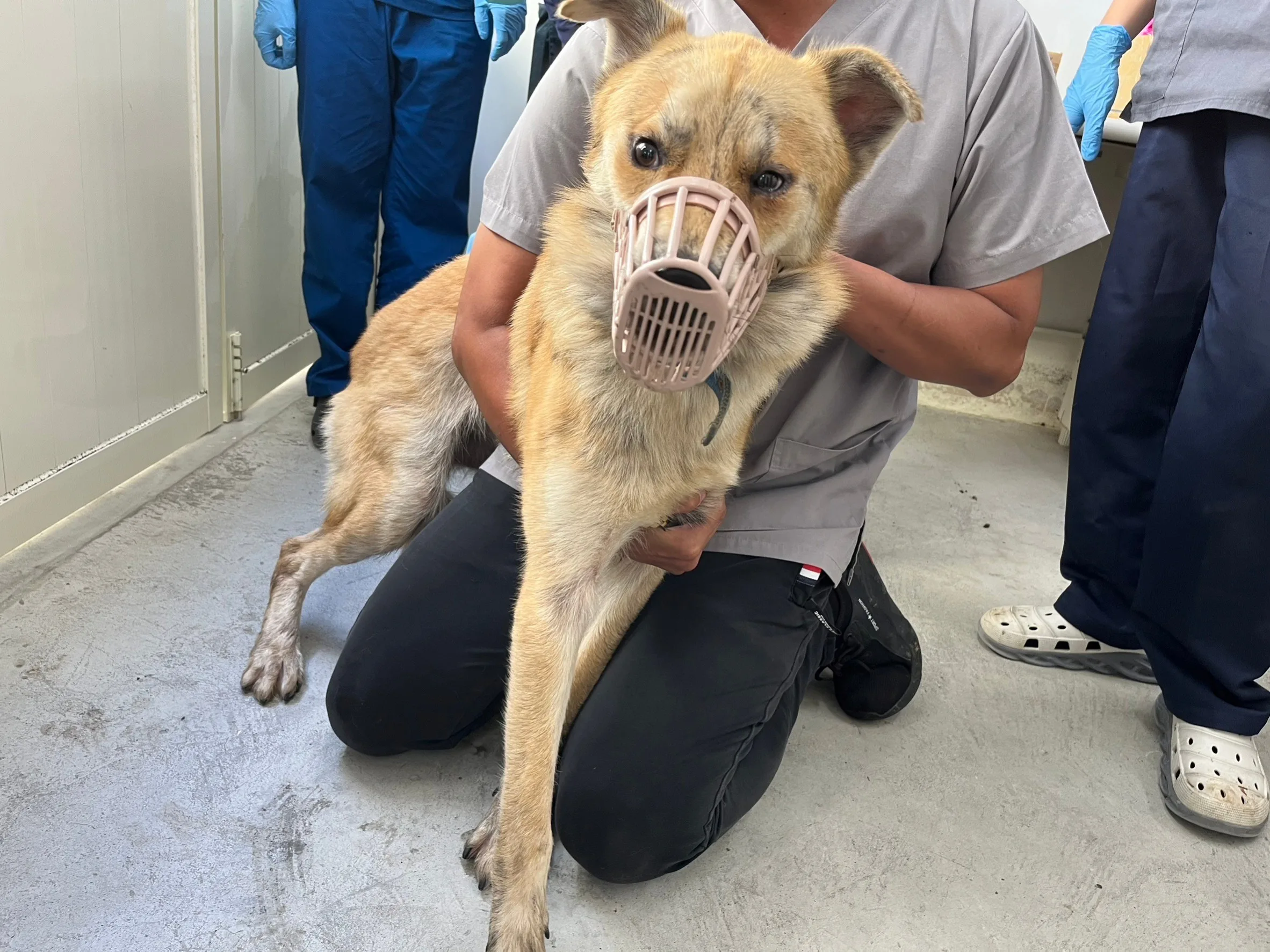 混種犬