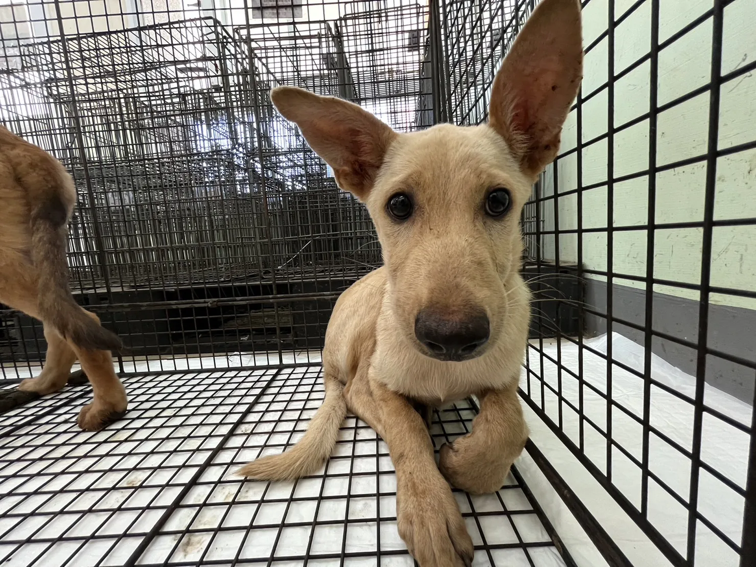 混種犬