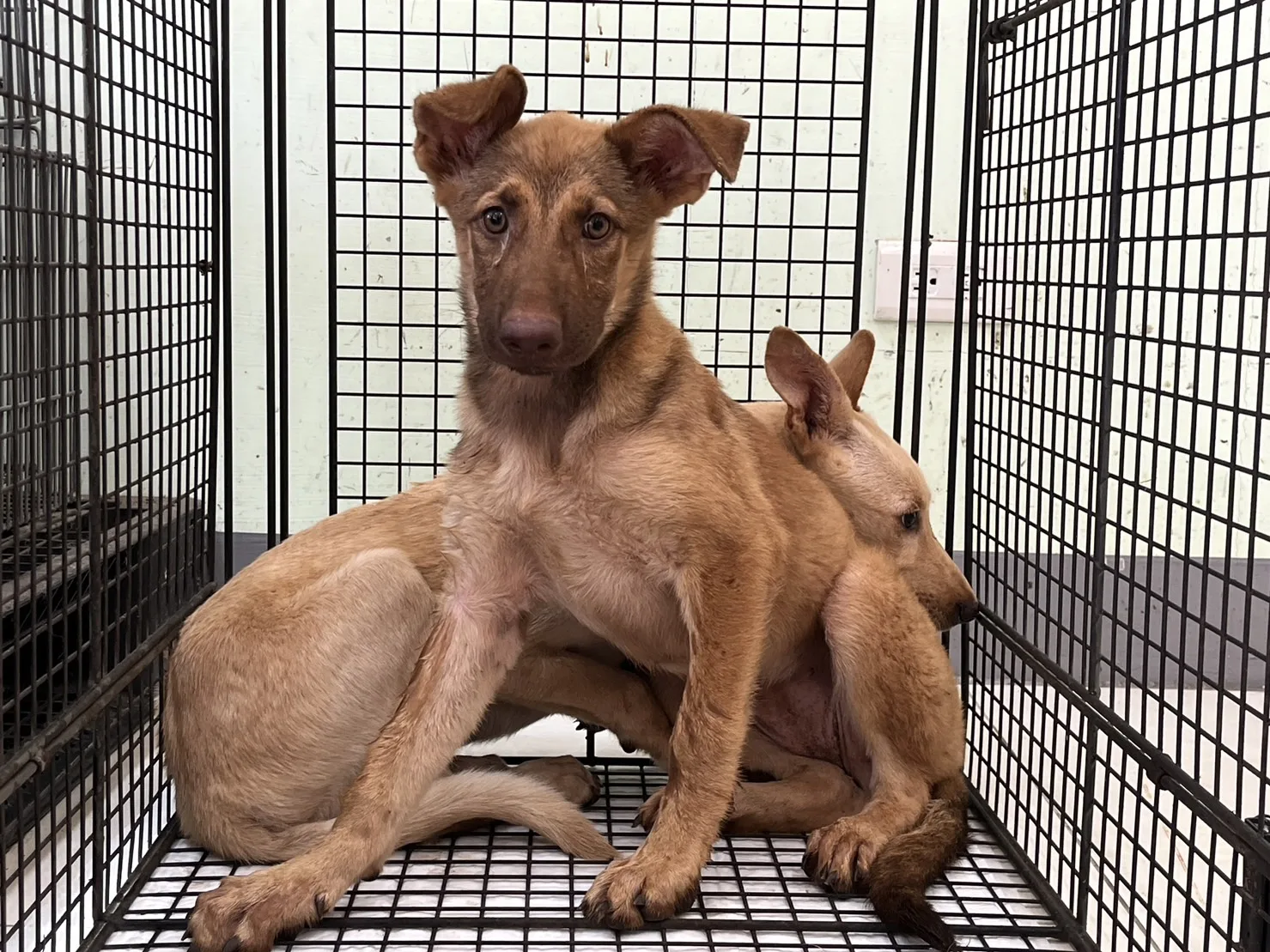 混種犬