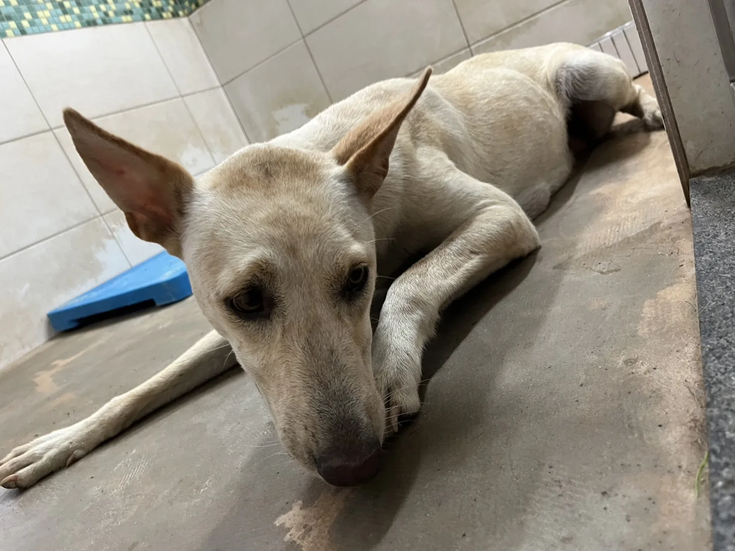 混種犬