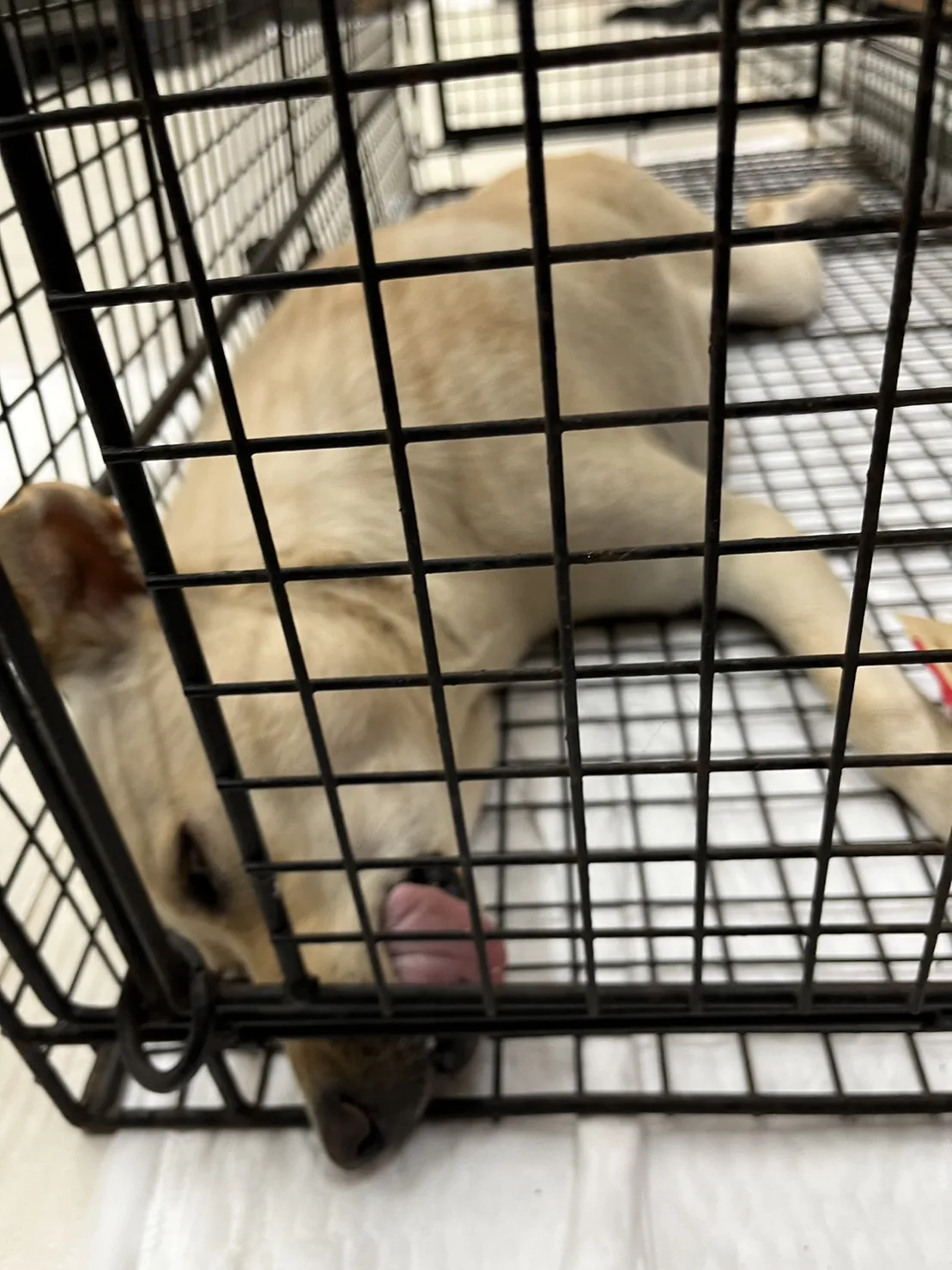 混種犬
