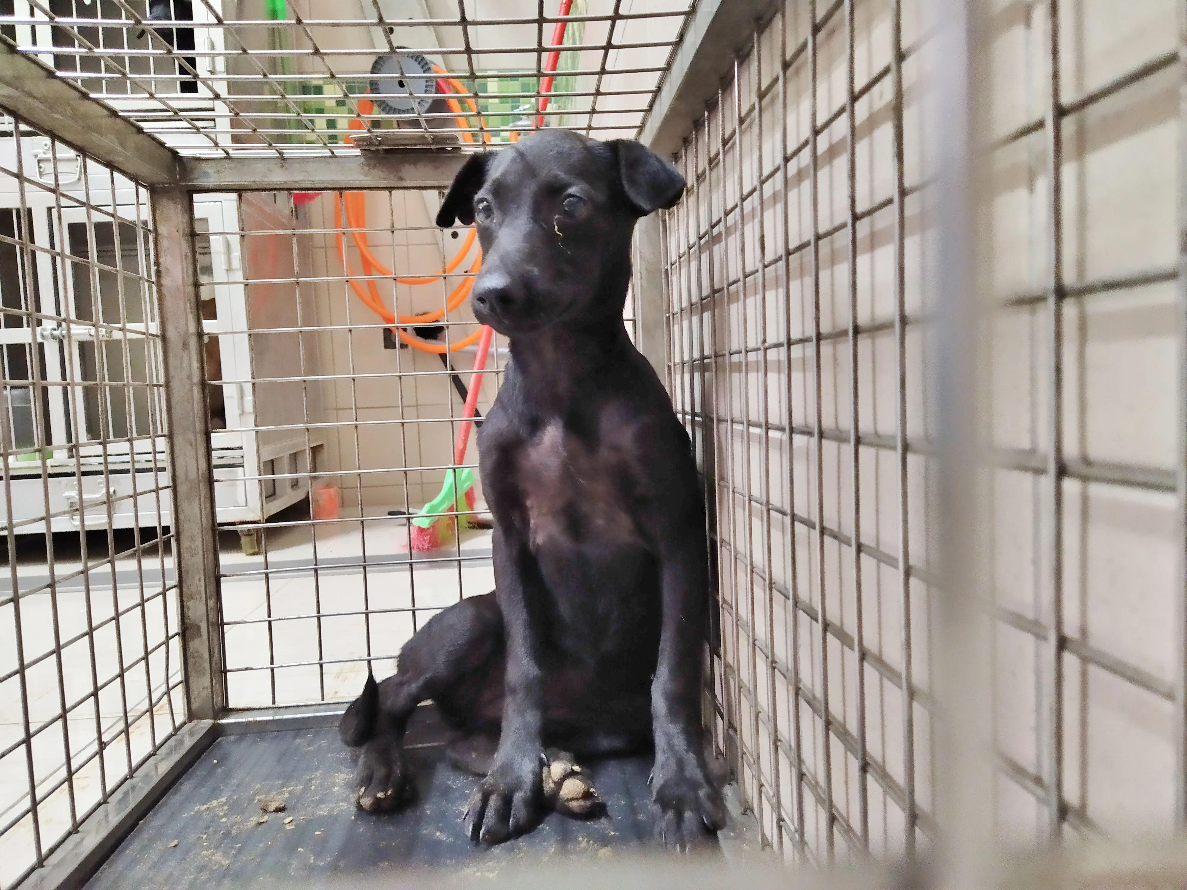 混種犬