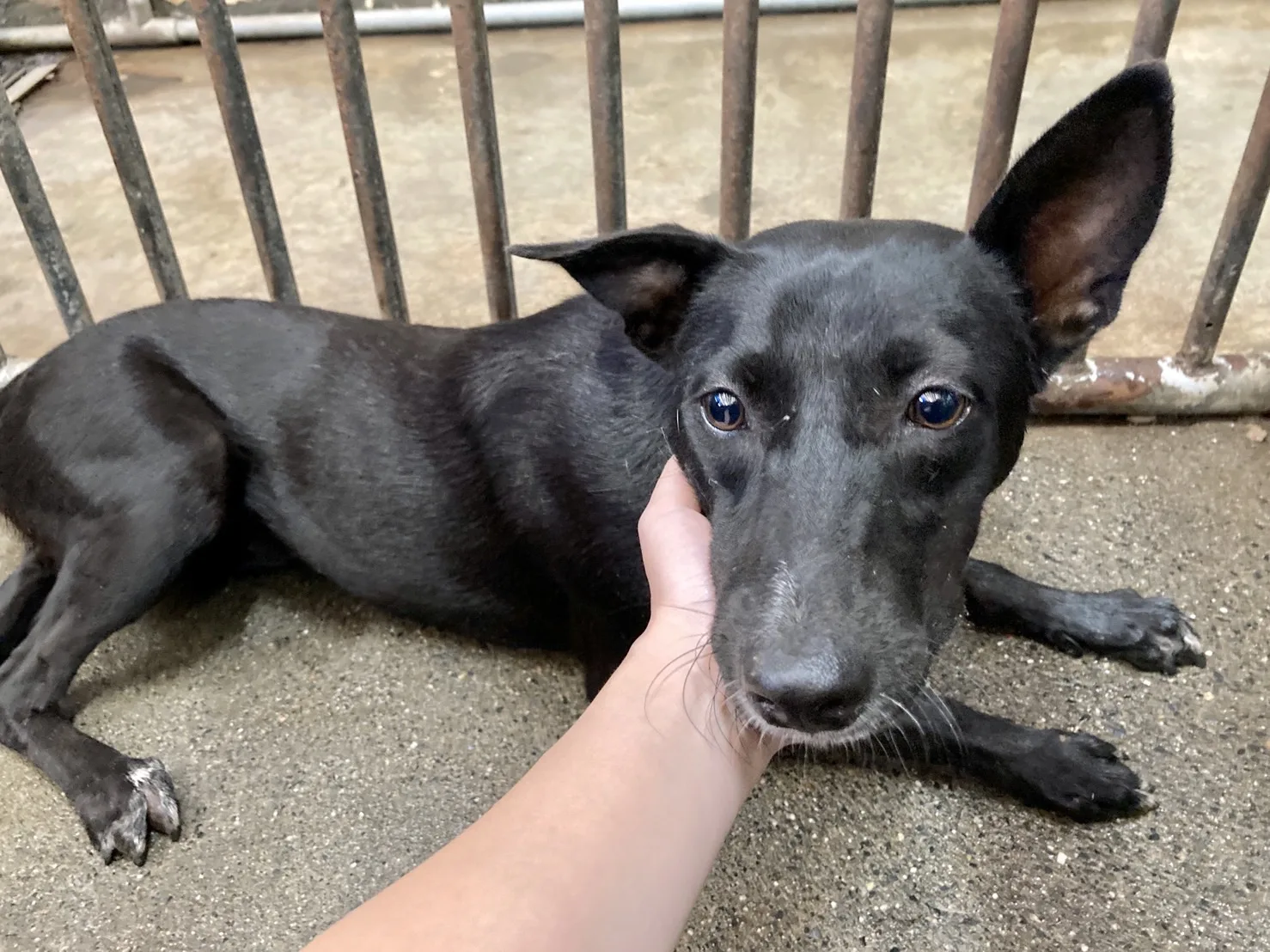混種犬