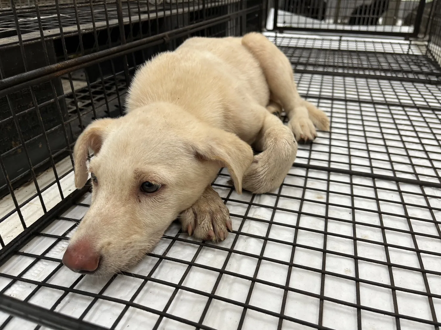 混種犬
