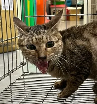 混種貓