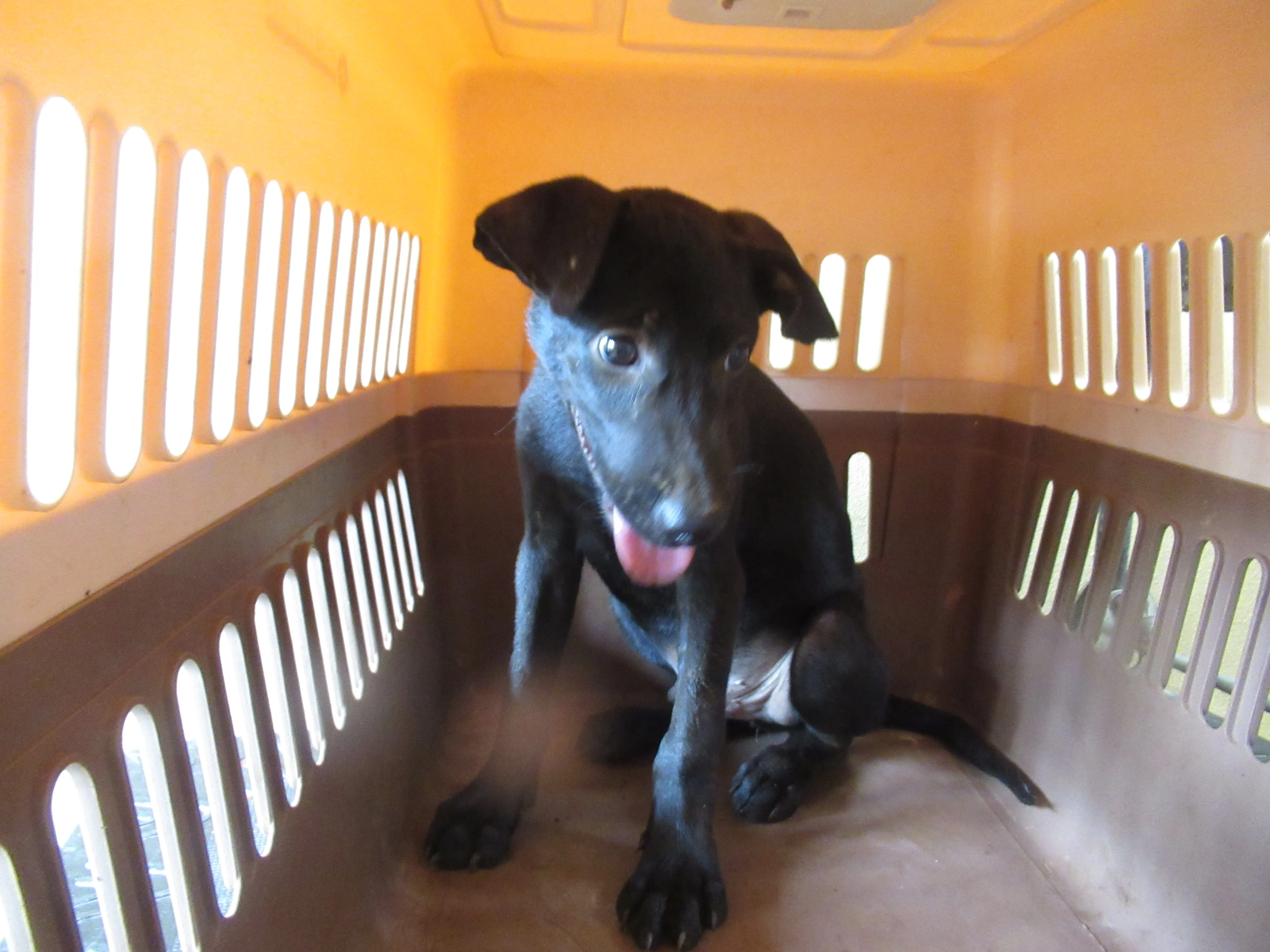混種犬