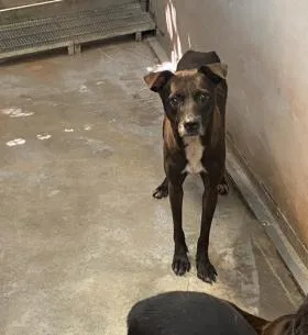 混種犬