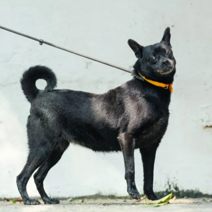 混種犬