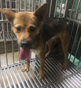 混種犬
