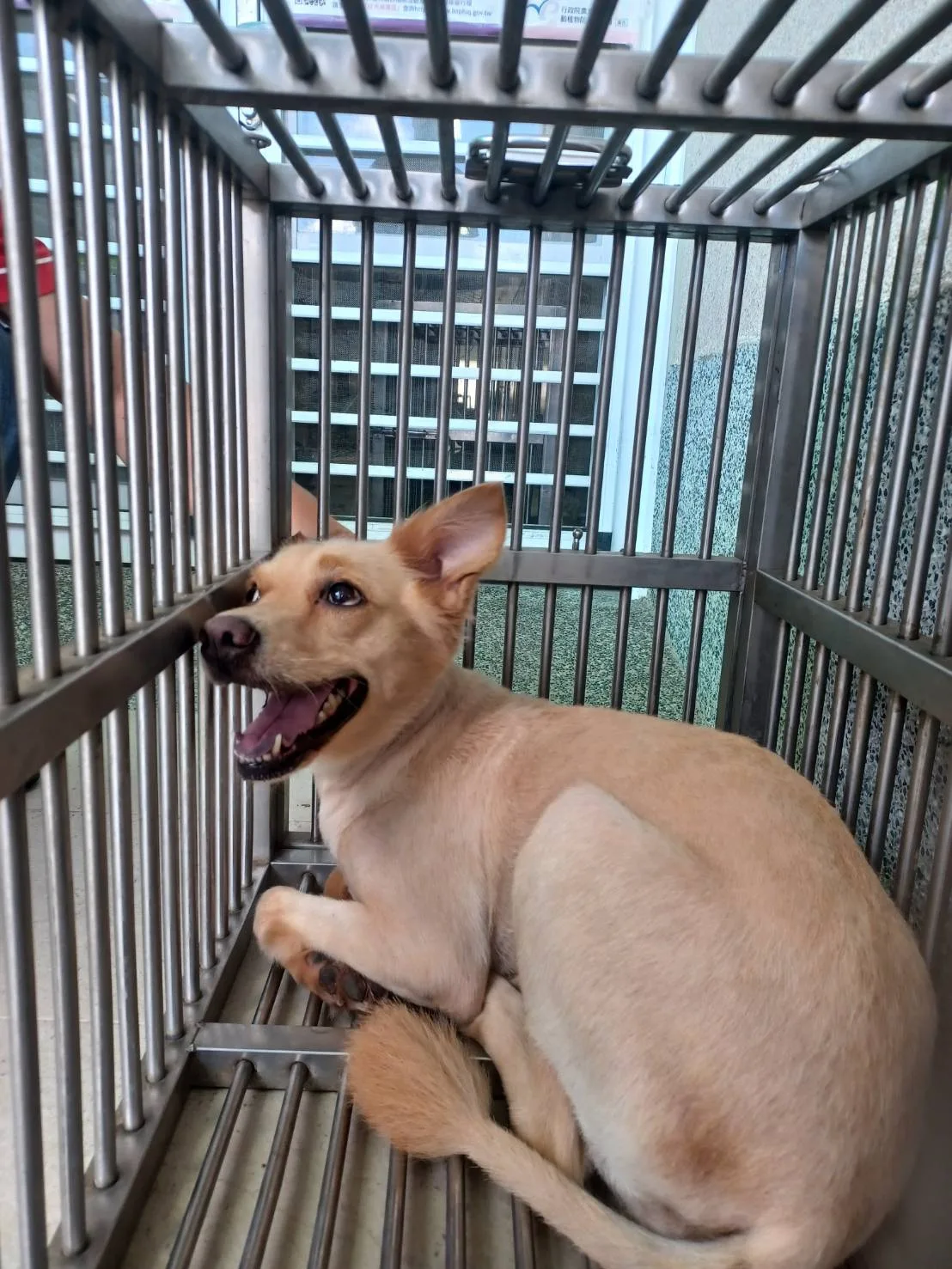 混種犬