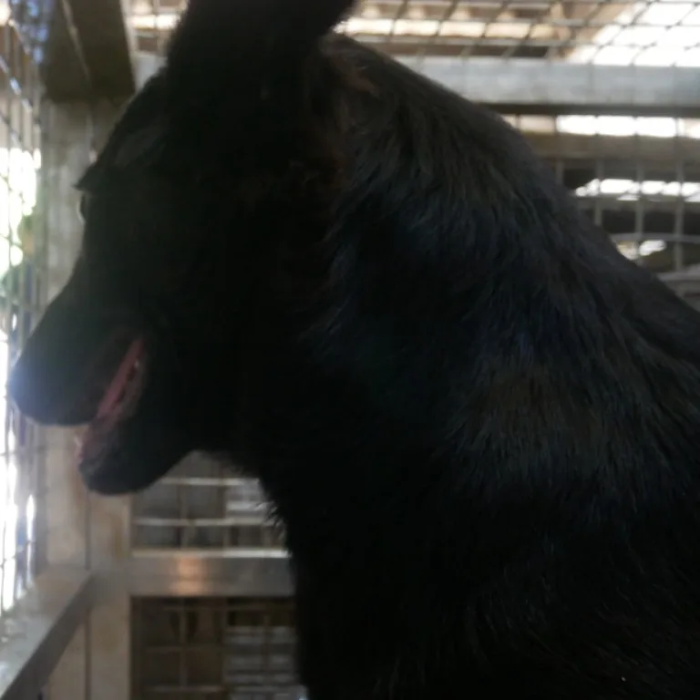 混種犬