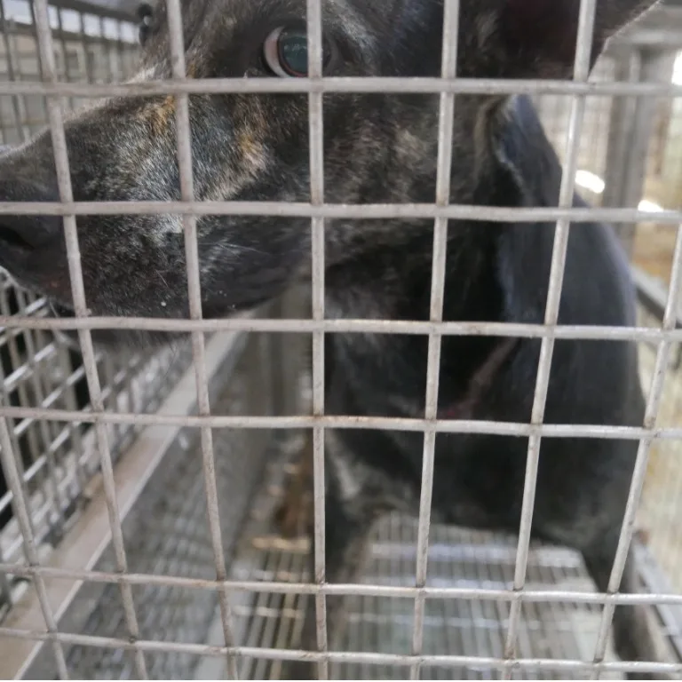 混種犬