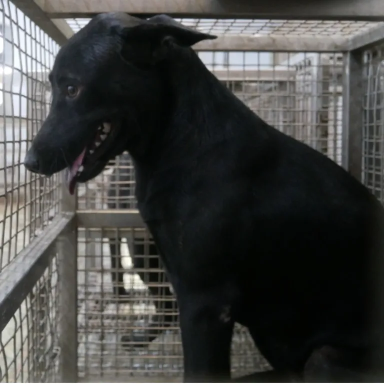 混種犬