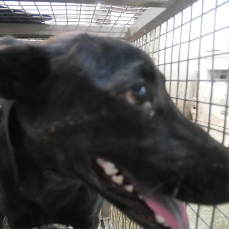 混種犬