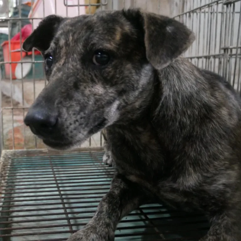 混種犬