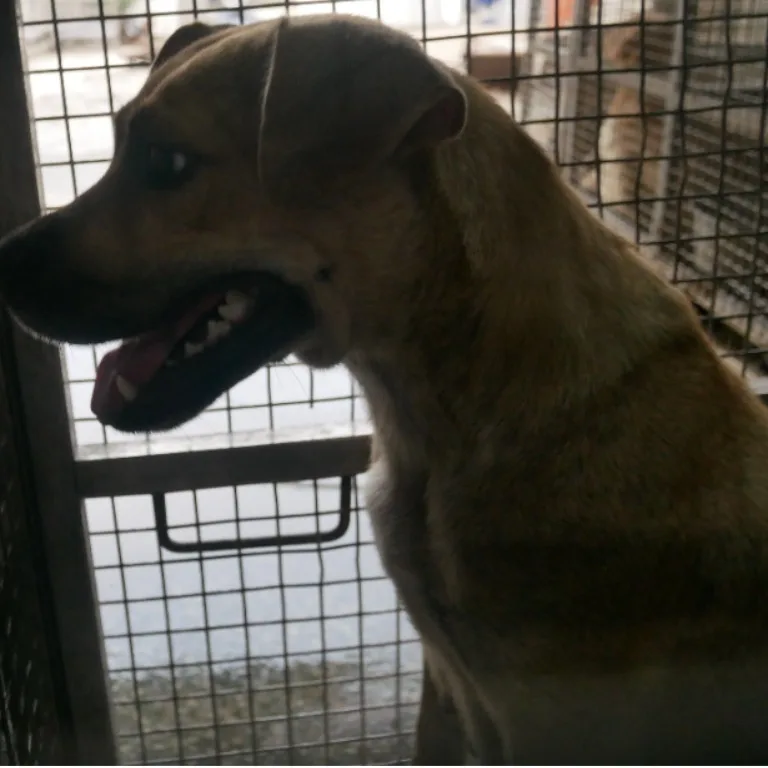 混種犬