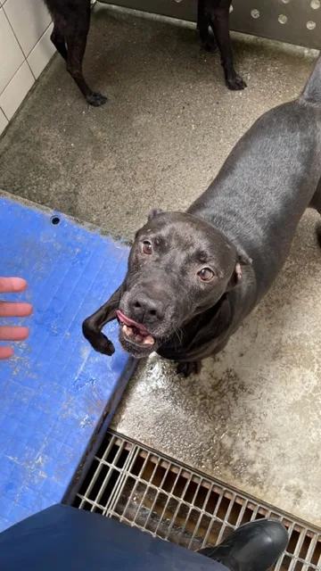 混種犬