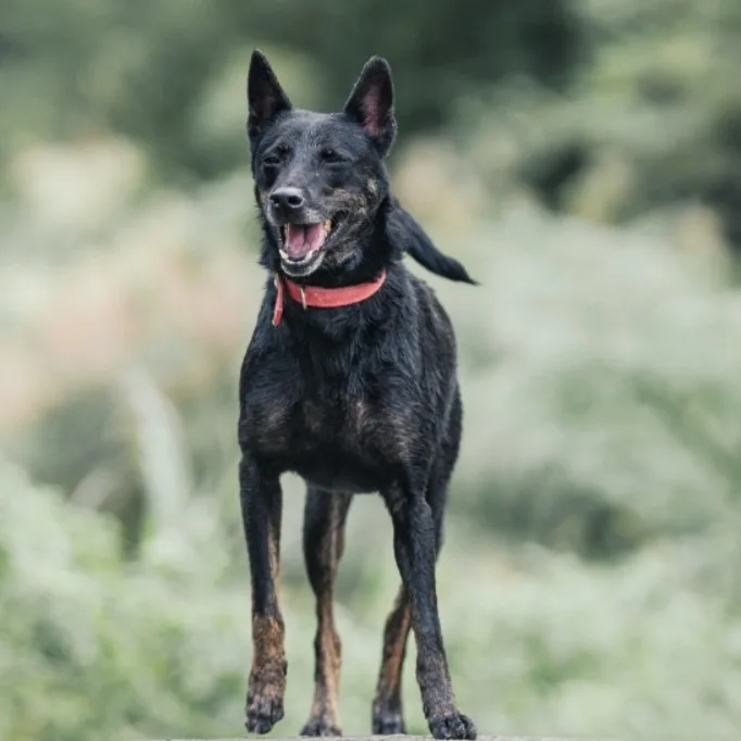 混種犬