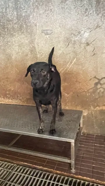 混種犬