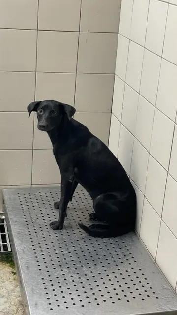 混種犬