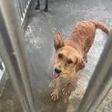 混種犬
